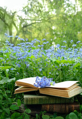 blue flowers forget me not and old books in garden, natural background. romantic inspiration still...