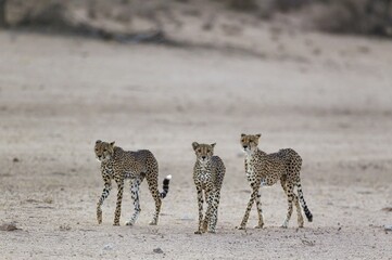 Cheetahs (Acinonyx jubatus), female and her two subadult male cubs in the dry and barren Auob...