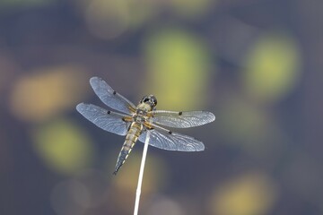 Four-spotted chaser (Libellula quadrimaculata), Lower Saxony, Germany, Europe