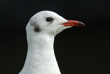 A portrait from a sea gull (Larus ridibundus) - Germany, Europe.