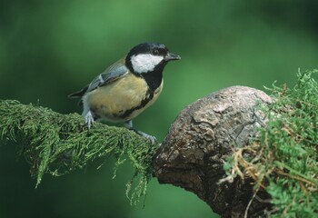 Fototapeta premium Great Tit, Schleswig-Holstein, Germany (Parus major)