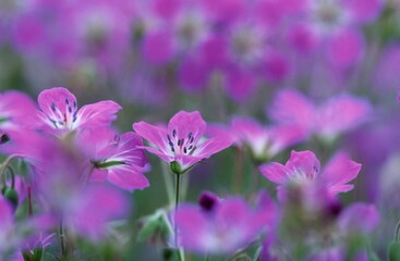 Meadow Cranesbill, Baden-Wurttemberg, Germany / (Geranium pratense)