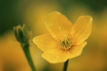 Marsh Marigold, Baden-Wurttemberg, Germany, Europe
