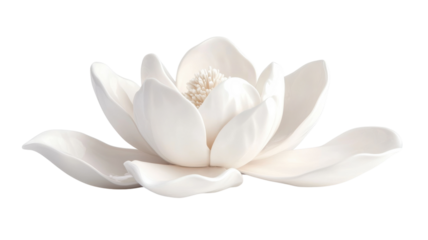 White lotus flower with delicate petals resting gracefully on a surface in a serene setting