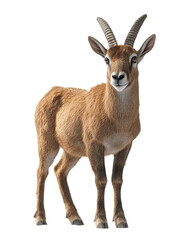 Obraz premium Goat stands in front of transparent background