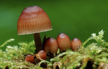 Mycena, Baden-Wurttemberg, Germany / (Mycena haematopus)
