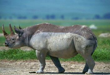 Obraz premium Black Rhinoceros, Ngoro-ngoro Crater, Tanzania / (Diceros bicornis) / side