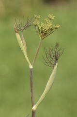 Fennel (Foeniculum vulgare)