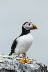 Puffin (Fratercula arctica), Farne Islands, Northumberland, England, United Kingdom, Europe