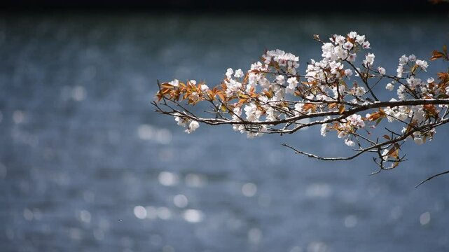 池をバックに風に揺れる山桜の花