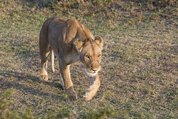 Lioness (Panthera leo), Maasai Mara, Kenya, Africa