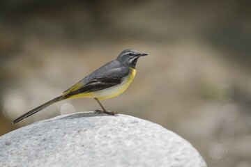 Grey wagtail (Motacilla cinerea) sitting on stone, Stubai Valley, Tyrol, Austria, Europe