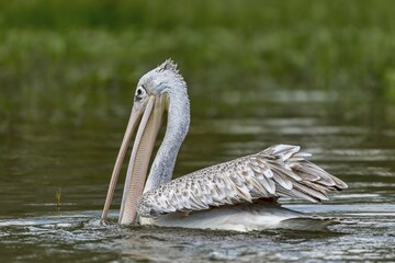 Great white pelican (Pelecanus onocrotalus) juvenil, Lake Naivasha National Park, Kenya, Africa