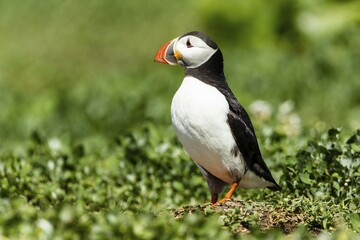 Puffin (Fratercula arctica), Farne Islands, Northumberland, England, United Kingdom, Europe