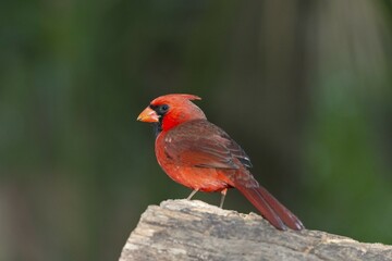 Northern Cardinal (Cardinalis cardinalis), Florida, USA, North America