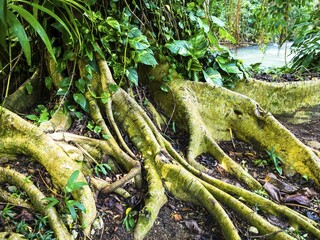 Tree roots at the river Martha Brae, region Montego Bay, Jamaica, Greater Antilles, Caribbean,...