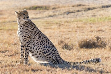 Cheetah (Acinonyx jubatus) sitting in dry grass, Ol Pejeta Conservancy, Kenya, Africa