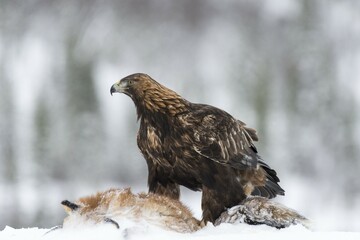 Golden Eagle (Aquila chrysaetos) with fox as prey in snow, Flatanger, Norway, Scandinavia, Europe
