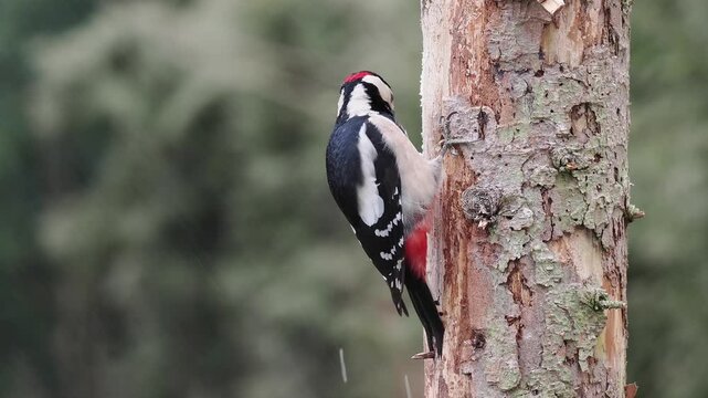 Buntspecht&nbsp;(Dendrocopos major)   
