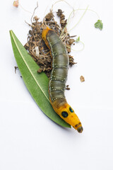 Bright Caterpillar of Oleander Hawk moth or Daphnis nerii Butterfly with green Oleander leaf on white background