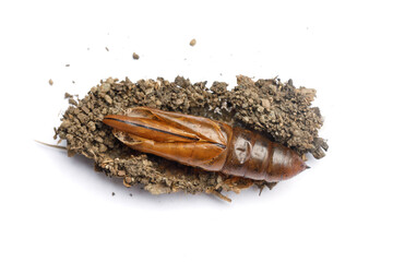 Macro photo of pupa cocoon and house of Oleander Hawk moth or Daphnis nerii on white background
