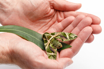 Butterfly Oleander Hawk-moth or Daphnis nerii in male hand on white background, macro