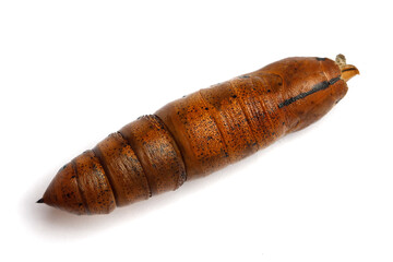 Cocoon, Chrysalis. Oleander Hawk moth on white background