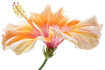 Fototapeta premium A close-up shot of a single flower on a white background