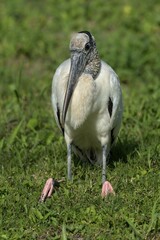 Wood Stork (Mycteria americana) sitting in grass, Corozal district, Belize, Central America