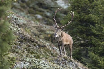 Red deer (Cervus elaphus), male runs on the slope, rutting season, Stubai Valley, Tyrol, Austria, Europe