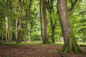 Beech primeval forest with deadwood, Jasmund National Park, Island of Rügen, Mecklenburg Vorpommern, Germany, Europe