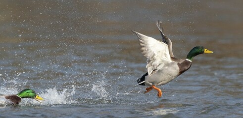 Mallards (Anas platyrhynchos), start from the water surface, Hesse, Germany, Europe
