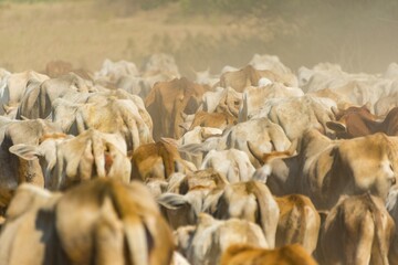 Cow herd, detail, Bagan, Mandalay Division, Myanmar, Asia