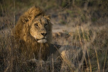 Lion (Panthera leo), male lying in grass, Sabi Sands Game Reserve, South Africa, Africa