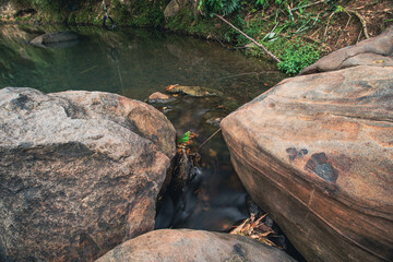 Water Flowing Around Rocks in a Forest River