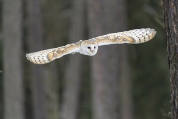 Common barn owl (Tyto alba) in flight, captive, Pilsen, Czech Republic, Europe