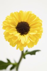 Blooming marguerite(Chrysanthemum leucanthemum)