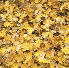Maple autumn foliage