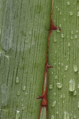 Agave (Agave spec.) Agavengewaechse, Agavaceae