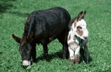 Donkey with foal, North Rhine-Westphalia, Germany, Europe