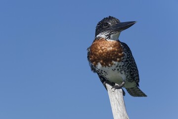 Giant kingfisher (Megaceryle maxima) sits on deadwood, iSimangaliso Wetland Park, KwaZulu-Natal, South Africa, Africa