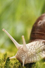 Burgundy Snail (Helix pomatia), Brandenburg, Germany, Europe