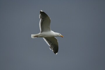Flying Larus fuscus on the sky from iceland