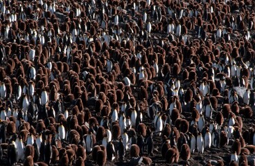Obraz premium King Penguin colony, St. Andrews Bay, South Georgia / (Aptenodytes patagonica)