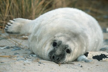 Grey Seal pup, Helgoland, Schleswig-Holstein, Germany (Halichoerus grypus)