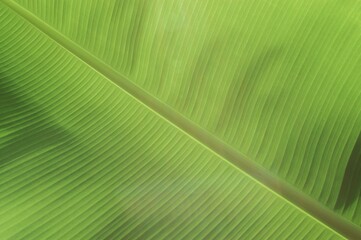 Banana leaf detail (Musa cavendishii)