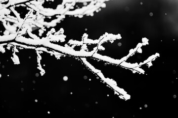 Snow covered branches against a dark background