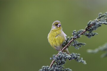 Greenfinch (Carduelis chloris)