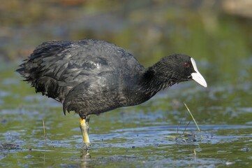 Eurasian Coot (Fulica atra)