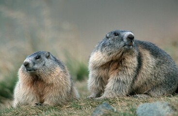 Alpine Marmots, Austria (Marmota marmota)